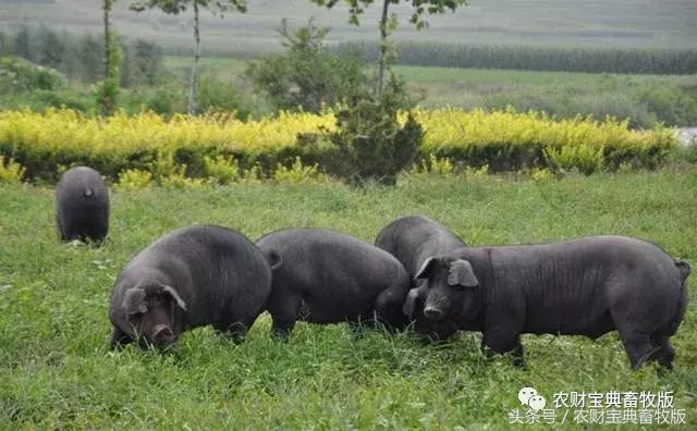 “零饲料”生态猪肉供不应求，养殖难度大不大？