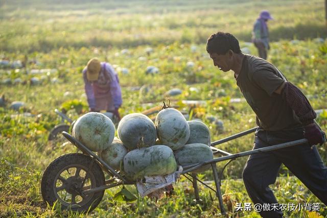 冬瓜需要整枝打杈摘心吗？什么时间进行、怎样操作？告诉你技巧