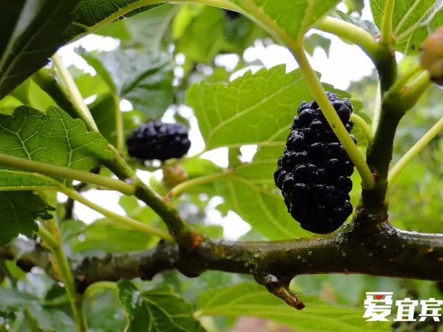 巴适！宜宾又到钓着龙虾吃桑per的季节！地图来了，快收藏~