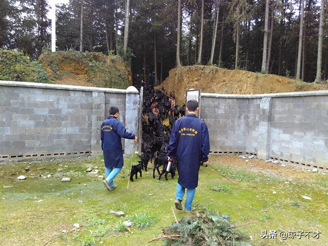 养殖黑山羊，圈舍设计简单要点，使用方便