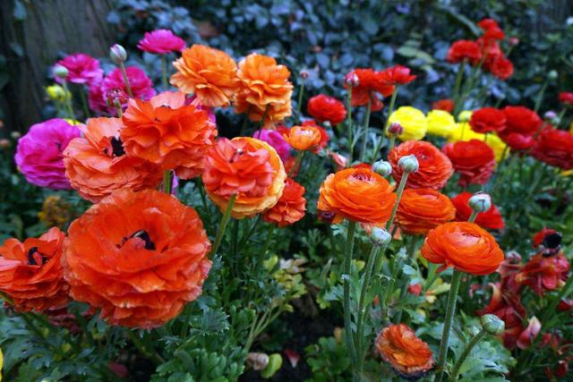 这花名叫“芹菜花”，叶子像芹菜，开花像极了牡丹，养成盆景耐看