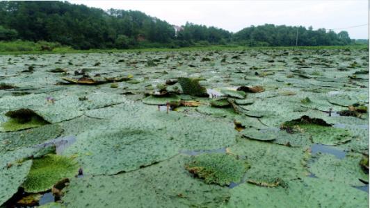 水生植物芡实有什么应用价值