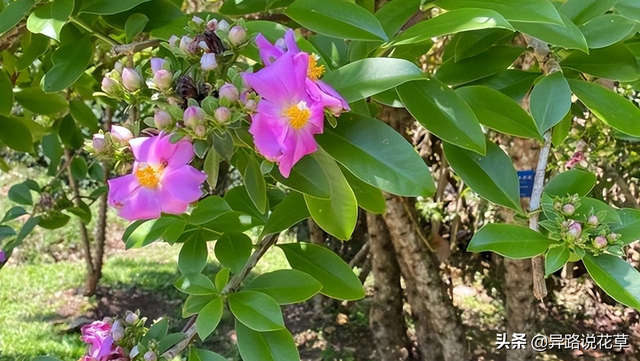 木麒麟：百花争艳甘心为背景，寓意着“倔强而坚贞、温柔又忠诚”