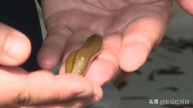 知名中药！红河县这个新兴生物产业“菲”同一般