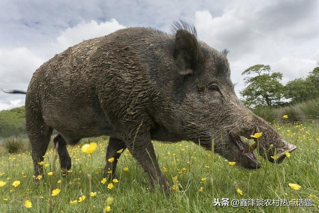 野猪如何驯化成为家庭养殖品种养殖场日常喂养注意事项