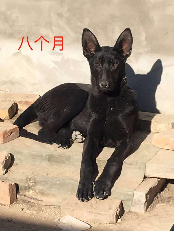 黑狼犬好处有哪些？黑狼犬多少钱一只？