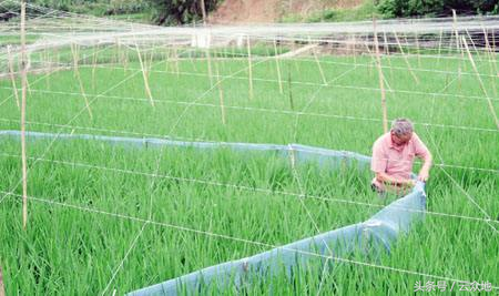 稻田共生养泥鳅，青苔如何防除？泥鳅防逃方法？有没有政策支持？