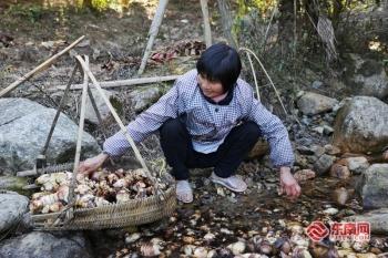 泉州传统村落之安溪吾培：林海茶香 山居掩映