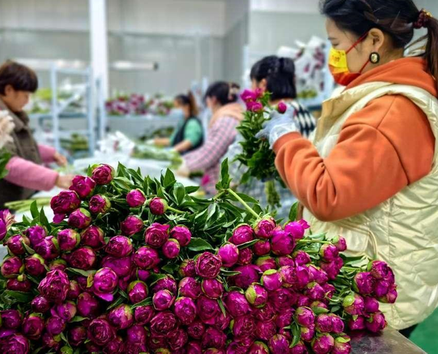 全国每十枝芍药鲜切花为啥有七枝姓“菏”？