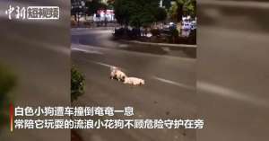 凯里狗狗养殖场(泪目“小伙伴”被车撞死，狗狗车流中守护3小时)