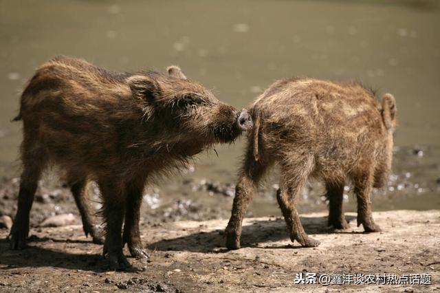 野猪如何驯化成为家庭养殖品种养殖场日常喂养注意事项