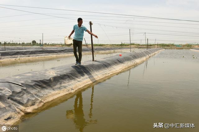 无土泥鳅养殖技术之泥鳅高产养殖技术