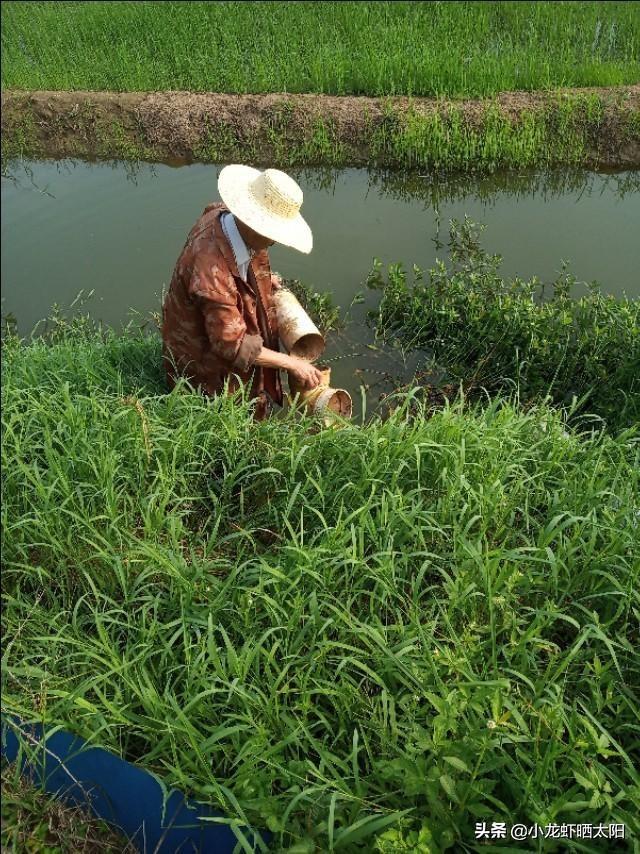 小龙虾池塘养殖，如何让养殖户赚钱？这里有最详细的攻略！