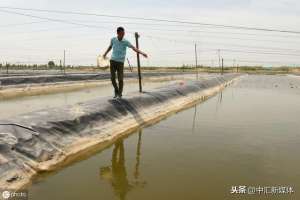 泥鳅可以无土养殖吗(无土泥鳅养殖技术之泥鳅高产养殖技术)