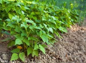 大豆种植过程(大豆该怎么种、怎么管？才能让大豆高产？农民：务必早知道)