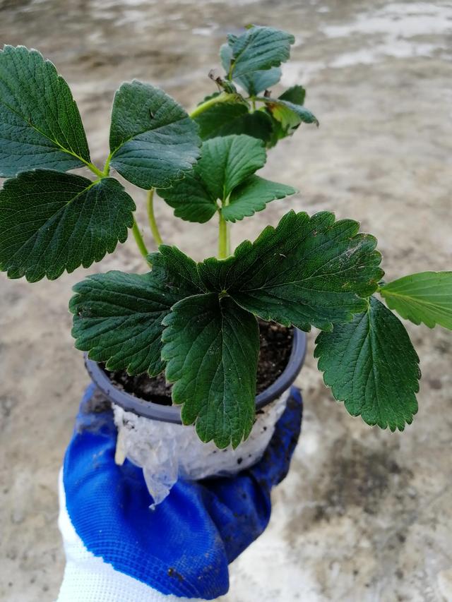 你知道家里怎么种植草莓吗？