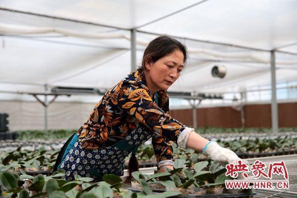 大别山的春天⑤：从花木之乡到中国虾都 潢川乡村振兴的产业培植新格局