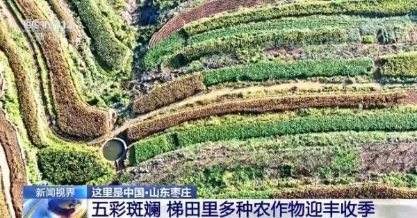 全国各地陆续进入收获季 田间一幅喜人的秋收图景