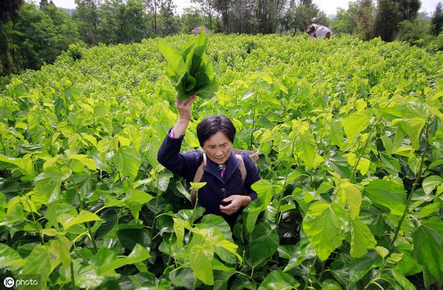 桑树种子育苗方法有哪些？苗圃该如何选择和建设？看完这篇就懂了