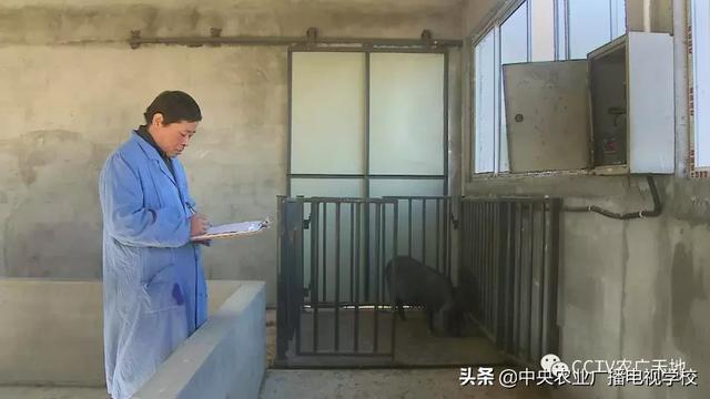 【农广天地】有一种猪，它一窝能生20多头小猪，您听说过吗？