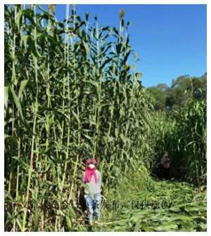 高粱种植亩产多少斤(别搞错，中科院65米的巨型高粱，亩产15吨是收桔秆还是叶片？)