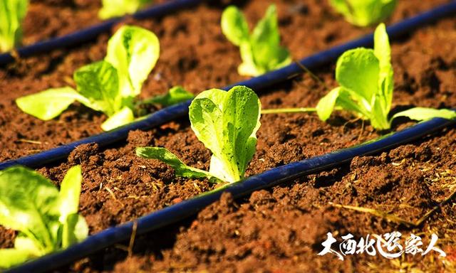 冬春大白菜苗期播种种植法