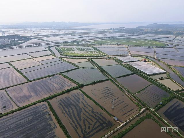 云遇中国·三夏之约｜江西彭泽：“小龙虾”铺就乡村振兴“富民路”