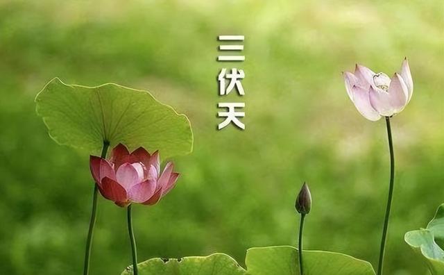 小暑后将“入伏”，“头伏萝卜二伏菜”，7月就能播种萝卜了吗？