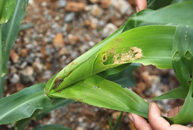 已经入侵6省，比蝗虫还紧急的虫灾来了，农民及早预备以下农药