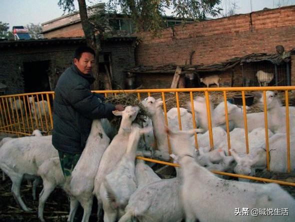 盐碱地养殖经丨奶山羊高效饲养法