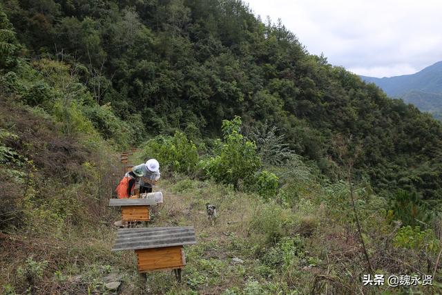 80后夫妻大山里养蜂养红腹锦鸡，甜蜜美丽产业带来丰厚收入