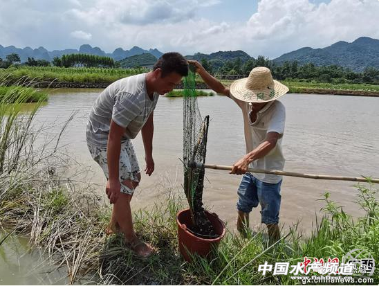 广西鹿寨发展田螺养殖，产值达2300余万元