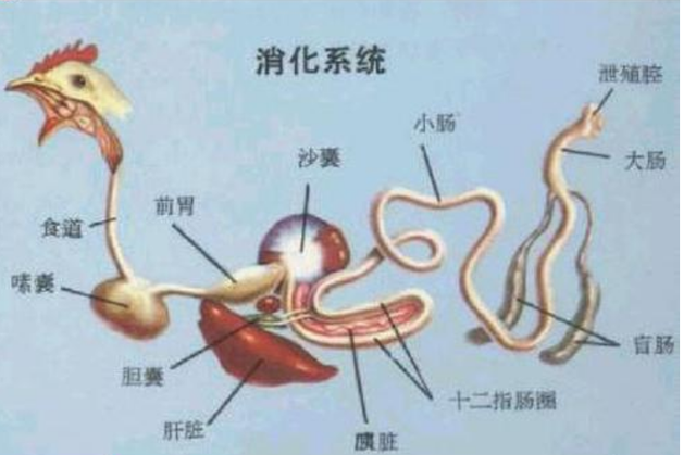 有了这个，鸡子一切地解剖图，你也会看？值得收藏