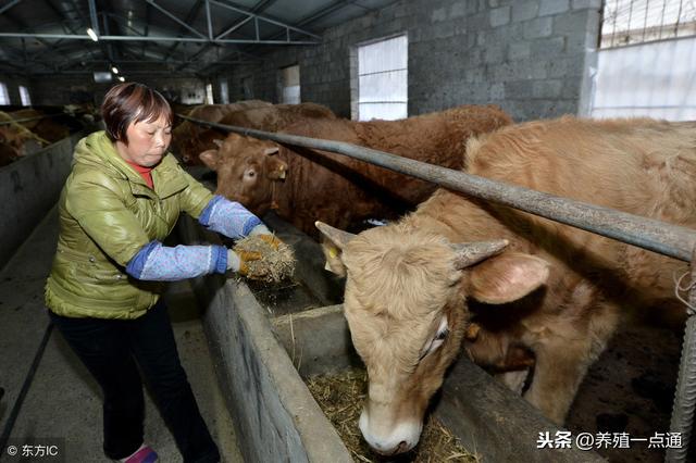 巧用中草药，有益无害防治牛病，减少损失保收益