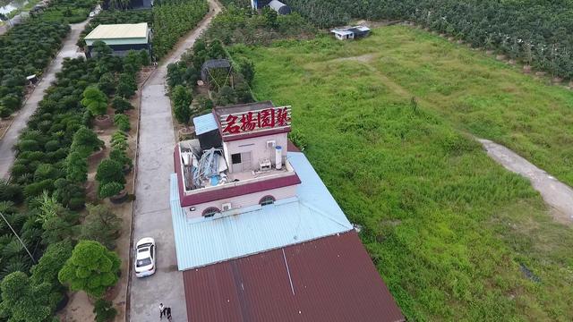 园林观察：园区覆盖海南广东福建，合计2500亩种植地，罗汉松基地