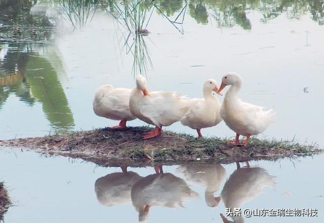 蛋鸭产蛋量上不去怎么办？想提高产蛋率，往下看