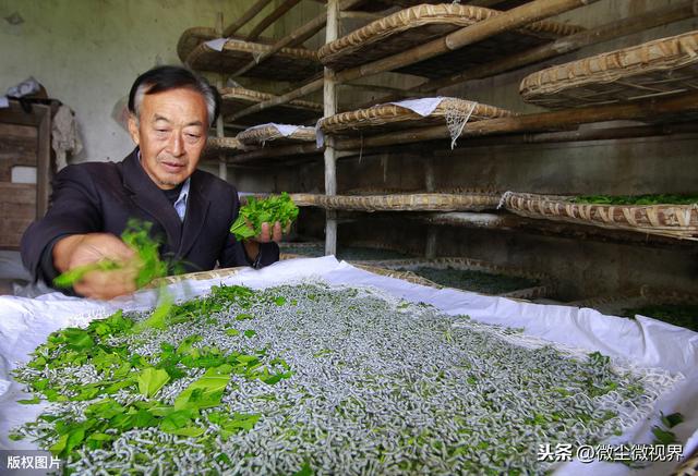 养蚕出现高温多雨天气容易诱发多种蚕病，5项管理要点得逐一落实