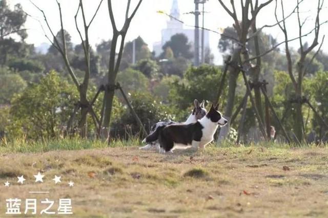 皮革厂老板为何成了养狗行家？探秘莲都碧湖养犬基地