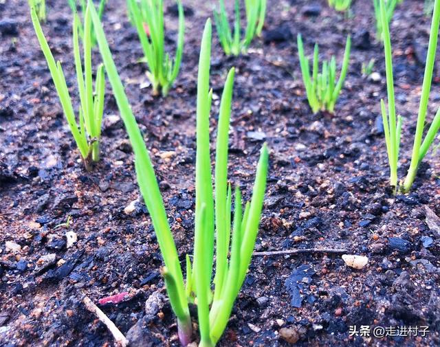 南方天冷种植菠菜、小葱、白菜三件事，不怕冷不怕雨，长得可好了