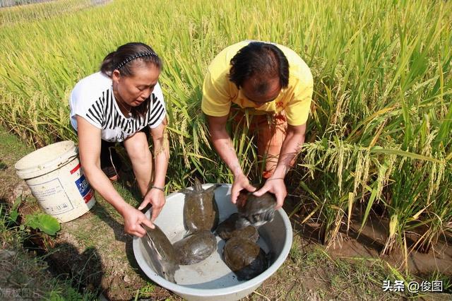 鉴别野生甲鱼，渔民用四种方法，十拿九稳