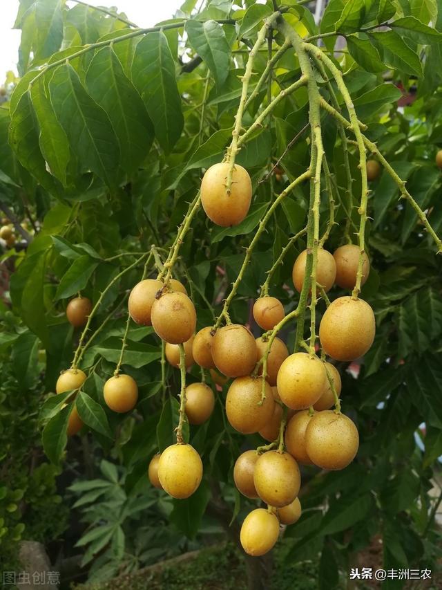 黄皮病害及其防治技术，高效的种植方法，下面这些知识点都要牢记