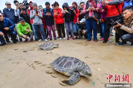 海南保护放归9只海龟“回家”