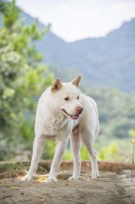 肉狗养殖需要多少钱(养殖10条肉土狗一年可赚6万多元钱，那怎么样养殖肉狗呢？)