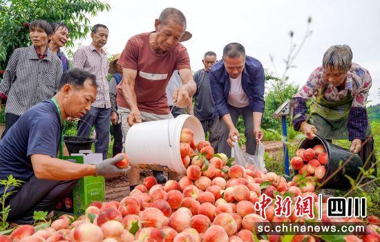 南充嘉陵区：7万余亩水果喜获丰收 “甜蜜”产业铺就村民致富路