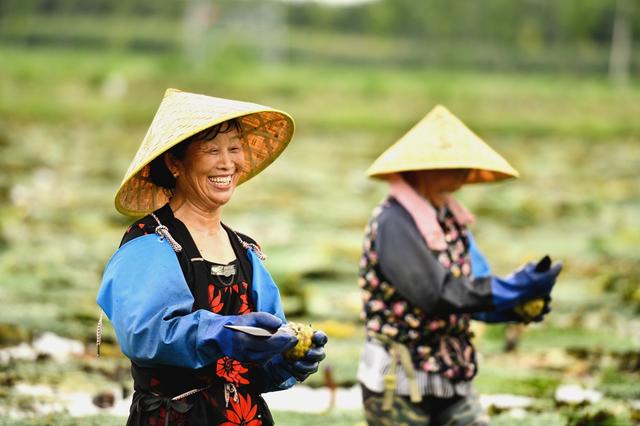 江苏沭阳：小小芡实米 农民“致富果”