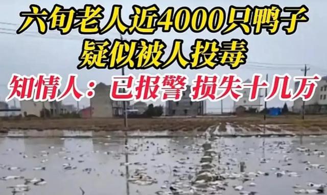 江西上饶4000只鸭子，一夜之间死了3000只，养殖户怀疑被投毒