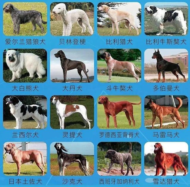 提醒！这些犬只，济南禁养！