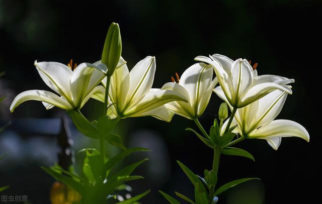 蔬菜中的珍品，百合的栽培应该注意以下几点！都来学学吧