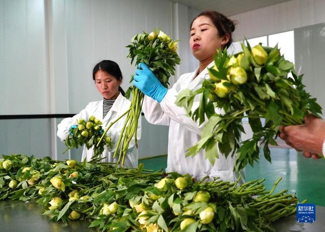 山东菏泽：芍药鲜切花产销旺