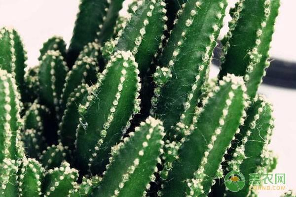 多肉植物万重山应该怎么种植？栽种技术及养护要点有哪些